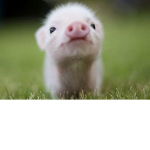 piggy group