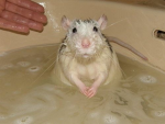 the united rats E