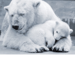 Keep polar bears safe,keep em safe!