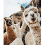 Llama And Cactus!