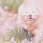 Doggah