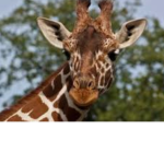 Giraffe are the best