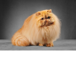 meowdude