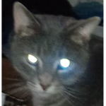cat's alt