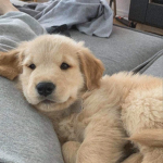 puppy made by brii