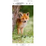 Little fox girl