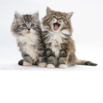 team kitty cats SQAUD