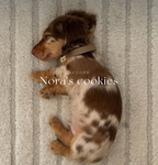 ~~! noras cookies !~~