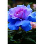 The roses *~*