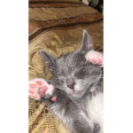 Michi_14321