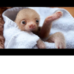 unique sloths