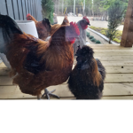 Louis' chicken
