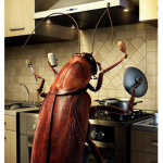 nah's roaches