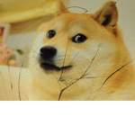 #DOGE FANS FOR LIFE