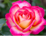Rose's thorns Group
