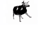 The Milky cow
