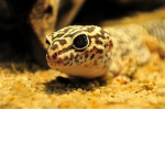 Gecko_Gamers