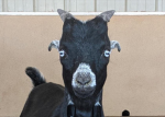 the goat tower defense community