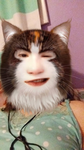 ~Kittens Unlimited ~