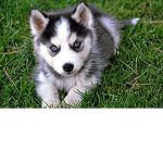 The PuppyLord