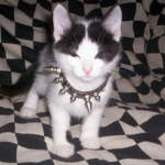 kittyscratch