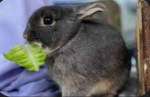 RABBITS UNITE GROUP