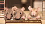 The unofficial rats