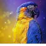 Parrotgroup