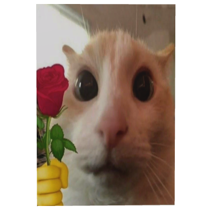 The Romantic Cat Cape