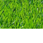 The grass siblings
