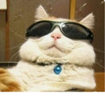 Gatos Zueiros