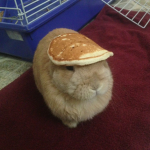 tokki's group