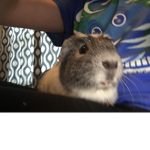 Guinea Pig Group ^_^