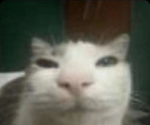 !! | !!