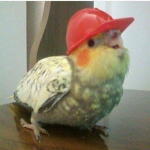 Towermaker's Birds
