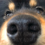 Highly's Admin