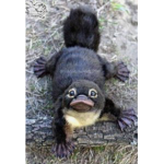 Platypuz