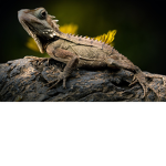Leonard Lizard's fan group!