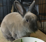 We Love Bunbuns