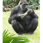 Banane buone 981