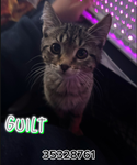 mikosguilt