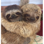 Sloths are the best