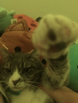 Erine cat