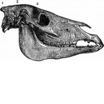 The Skull Prodigy
