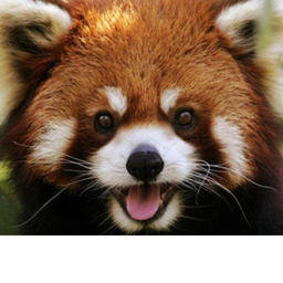 Red Panda Hang Out