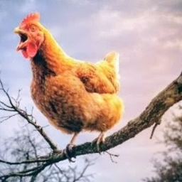 screaming chicken Tower