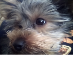 Join for you likes dog or pups