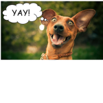Dogs are da jam