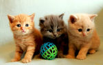 Kitty Witty Games!