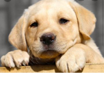 The team of puppys